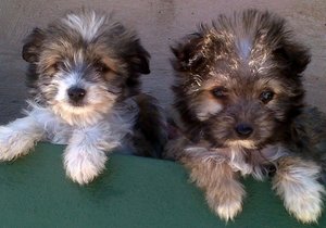 BARC hondjies soek eienaars